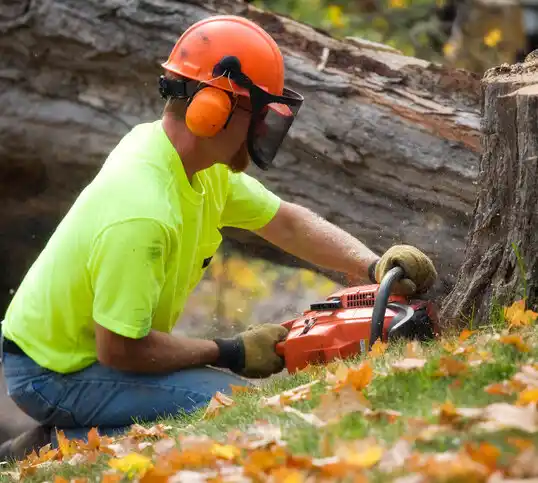 tree services Poplar Hills